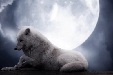 Download Desktop Wallpapers White Wolf