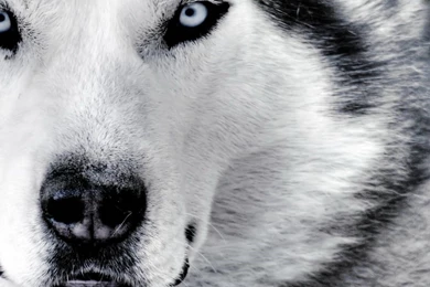 Cool White Wolf Backgrounds