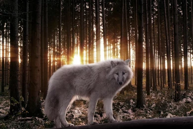 White Wolf Live Wallpapers HD   Android Apps On Google Play