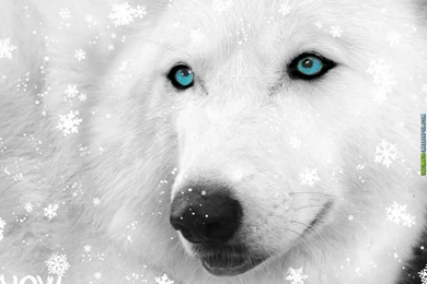 White Wolf Wallpapers Hd   ImgMob