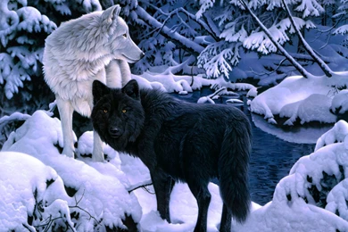 Wolves Backgrounds Wallpapers