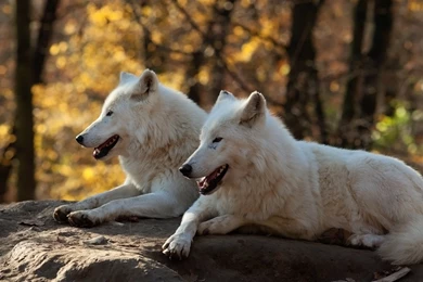 White Wolves Wallpaper, History Through A Haze, Man Pleads Guilty ...