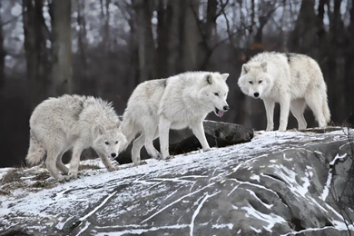 Nature Animals White Wolf Wolves Wallpapers