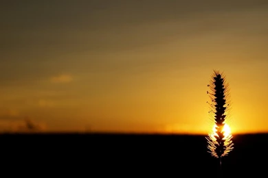 Wallpapers American Greetings