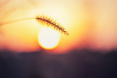 Download Nature Sun Wallpapers 1920x1200