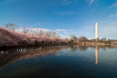 915458 Washington DC Wallpapers