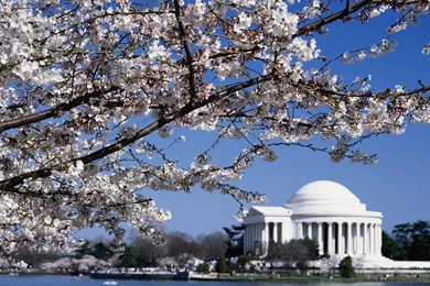 Jefferson Memorial Washington Dc Wallpapers