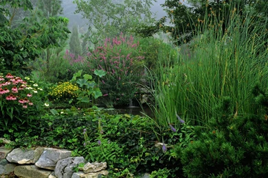 Free High Resolution Forest Images