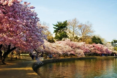 Landscapes Trees Cherry Blossoms Washington Dc Wallpapers   (