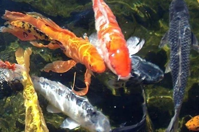 Koi Fish Live Wallpapers   Android Apps And Tests   AndroidPIT