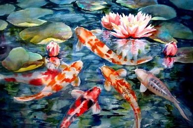 Koi Fish Live Wallpapers   Android Apps And Tests   AndroidPIT