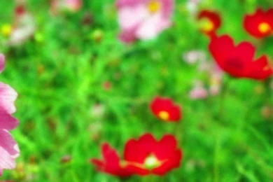 HD Flowers Field Green Wallpapers Free Downloads For iPhone 6 ...