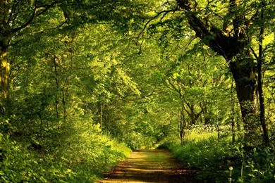 11807 Forest Path 1920x1080 Nature Wallpapers