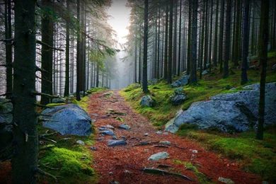 Forest Path Wallpapers And Images   Wallpapers, Pictures, Photos