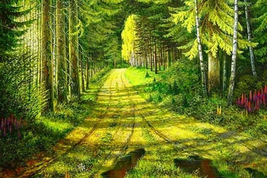 Beautiful Forest Path Wallpapers