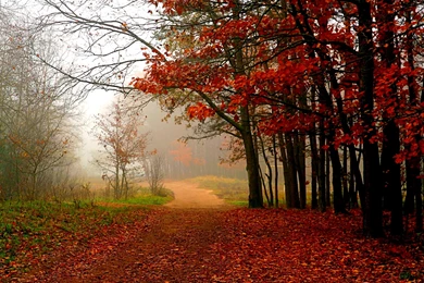 Forest Path Wallpapers