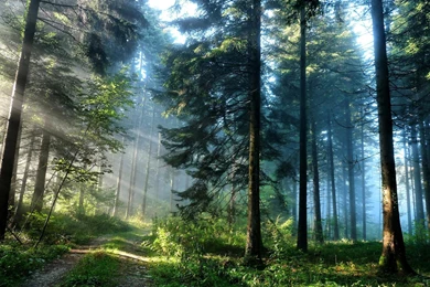 Pine Forest Path HD Desktop Wallpapers : Widescreen : High ...