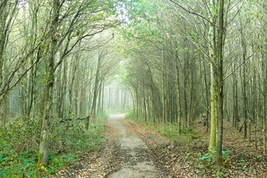 Forest Path Foliage Plants Wallpapers