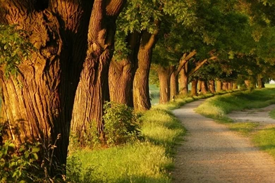 Landscapes Nature Trees Forest Path 2400x1500 Wallpapers – Nature ...