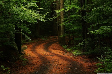 Beautiful Forest Path Wallpapers Full HD [2560x1600]   Free ...