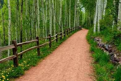 Forest Path Widescreen Wallpapers 13111 2880x1800   UMad.com