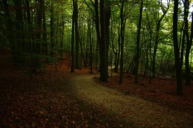 Forest Path Wallpapers