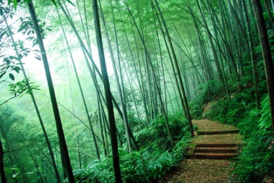 Fog Forest Road   Wallpaper.