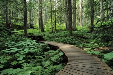Green Nature Trees Forest Path Roads Boardwalk 2000x1333 Wallpapers ...