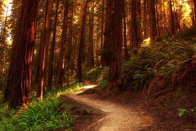 Lionesses On The Path Wallpapers