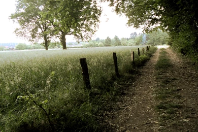 2560x1600 Forest Path Desktop PC And Mac Wallpapers