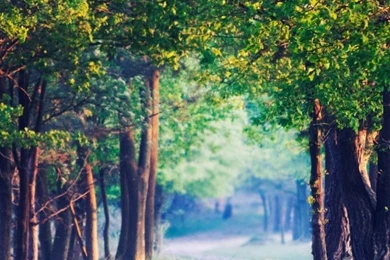 Beautiful Forest Path, Summer HD Desktop Wallpapers : Fullscreen ...