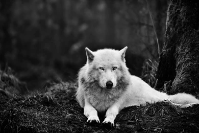 GHOST STORIES Collaboration