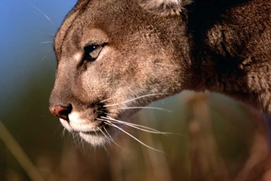 Cute Cougar Wallpapers