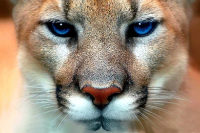 136 Cougar HD Wallpapers