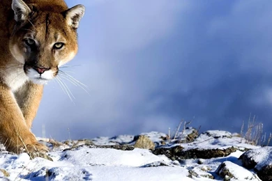 Cougar Wallpapers   Wallpapers Zone