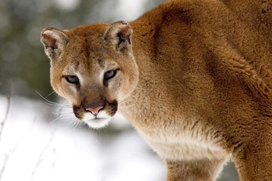 Cute Cougar Wallpapers