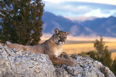 Cougar Wallpapers   Wallpapers Zone