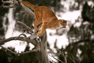 Cougar Wallpapers