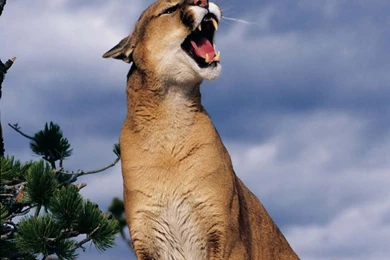 Wallpapers Pumas Puma Cougar 1024x768