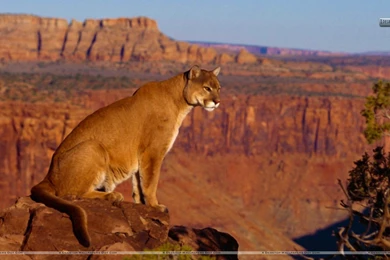 Canyon Vista, Cougar Wallpapers