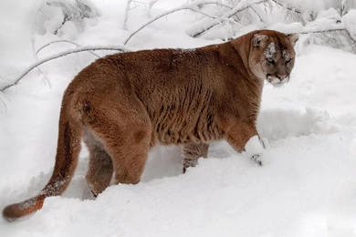 Cougar Computer Wallpapers, Desktop Backgrounds