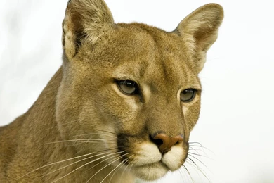 Cougar Wallpaper. Cougars Wallpaper. 1920x1080px