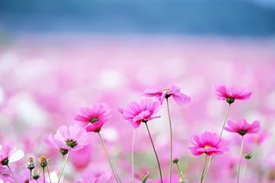 Pink Flower PC Wallpapers