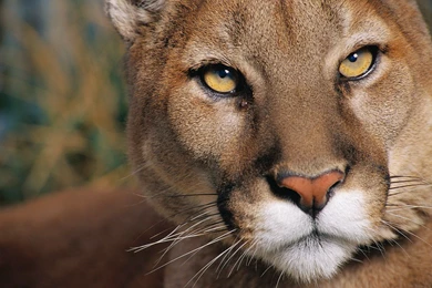 More Beautiful Cougar Wallpapers
