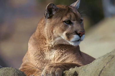 Cougars Wallpapers