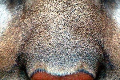 Cougar Iphone 6 Wallpapers Items   Share Cougar Iphone 6 Wallpapers ...