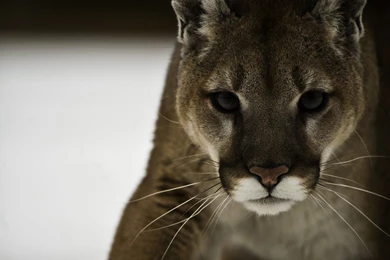 Cougar Puma Wallpapers 1920x1080 46110 Wallpaperup. Cougar ...