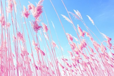 Vs Pink Desktop Wallpaper, Wallpaper, Vs Pink Desktop Wallpapers Hd ...