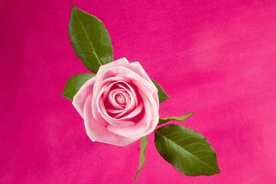 1600x1200 Rose In Deep Pink Desktop PC And Mac Wallpapers