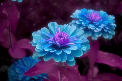 Hd Nature Wallpapers, Natural Images, Green, Cute Desktop Images ...